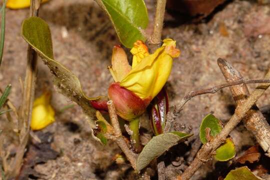 Image of Dwarf ochna