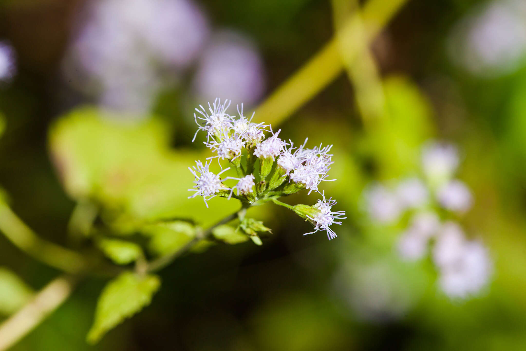 Plancia ëd Fleischmannia incarnata (Walt.) R. King & H. Rob.