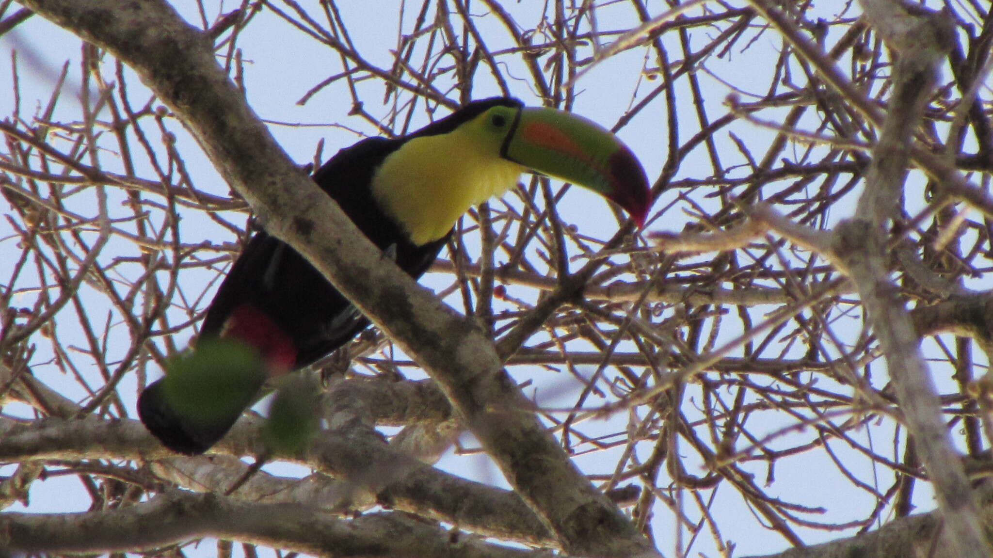 Image of Keel-billed Toucan