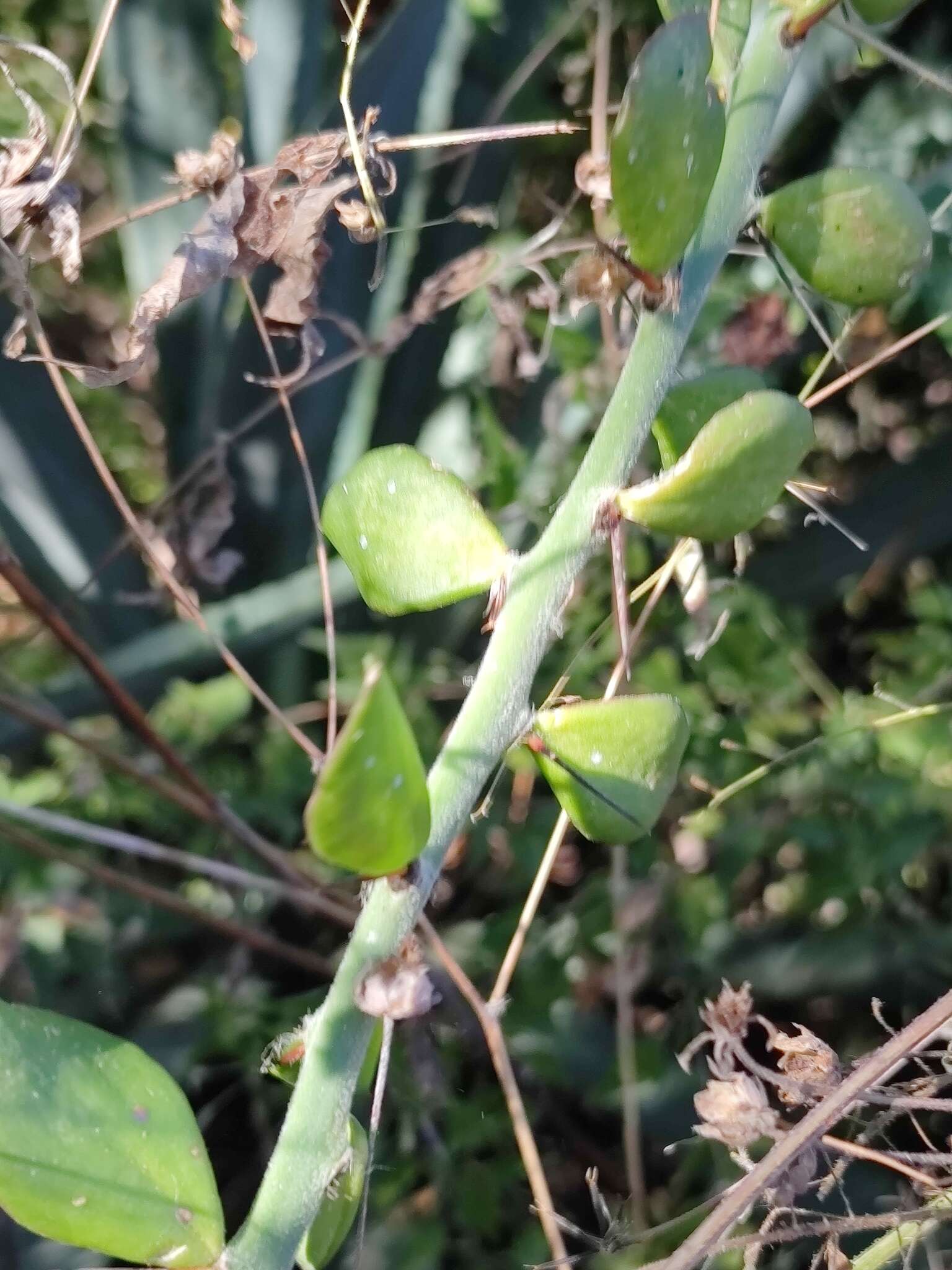 Image of Pereskiopsis diguetii (F. A. C. Weber) Britton & Rose