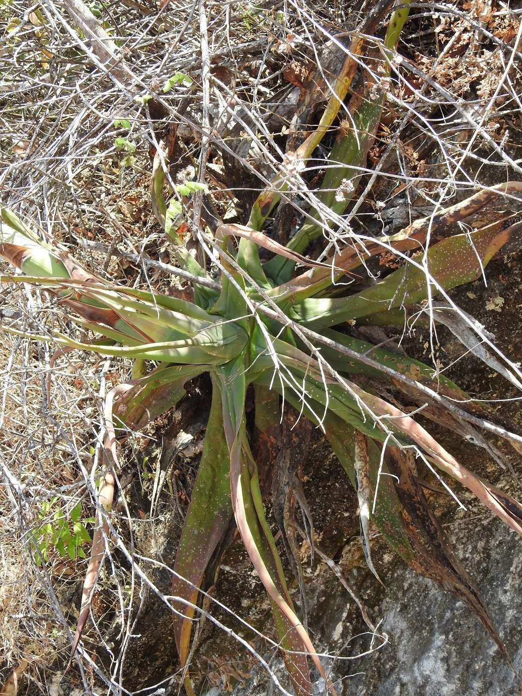 Image of Grijalva's agave