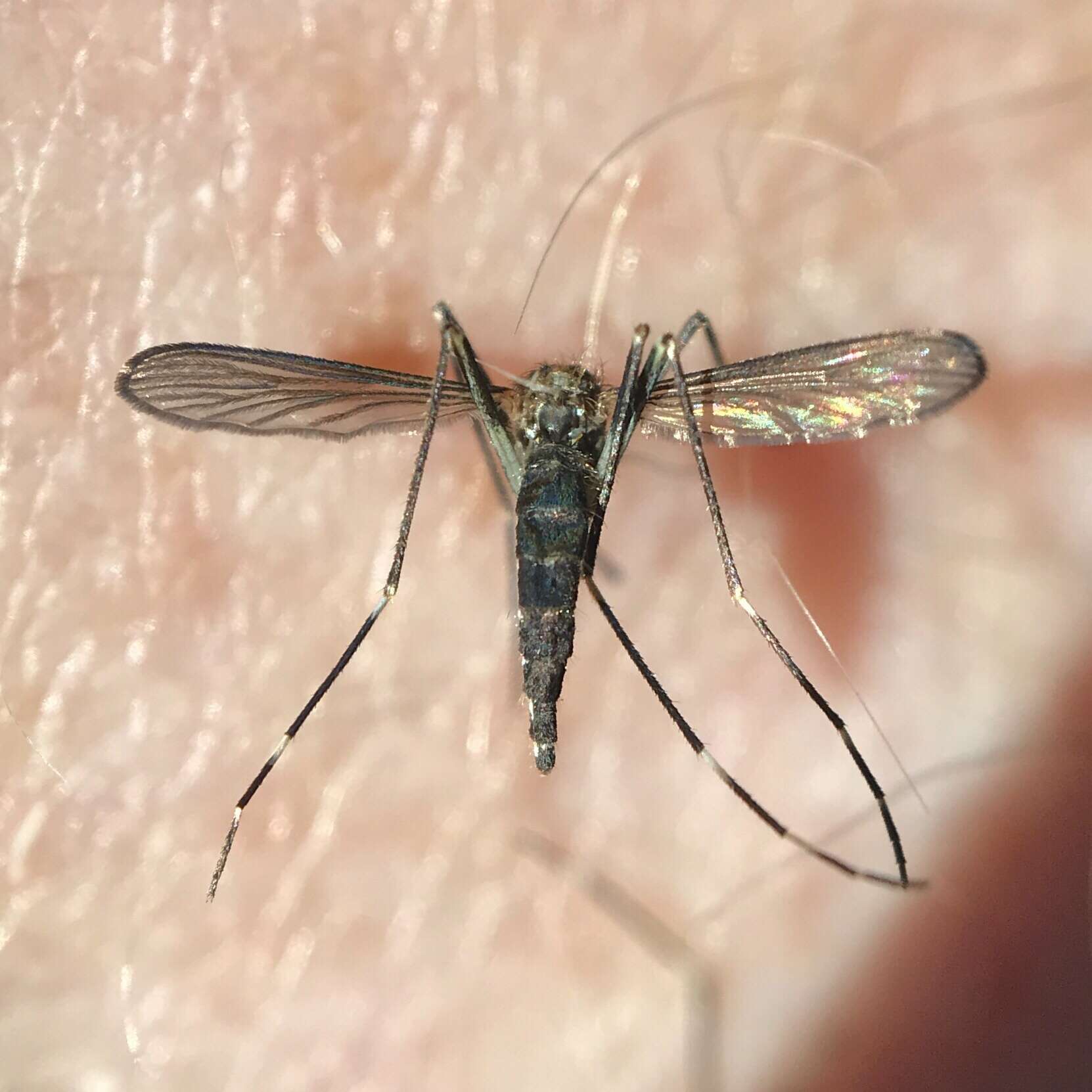 Image of Aedes japonicus (Theobald 1901)