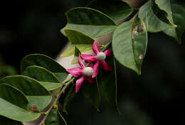 Image of Heisteria parvifolia Sm.