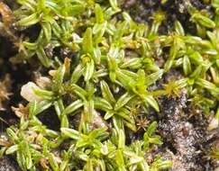 Image of rigid aloina moss