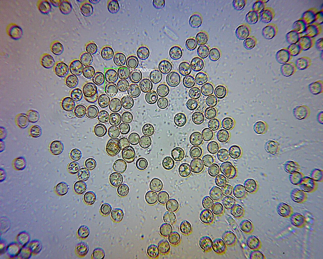 Plancia ëd <i>Crepidotus fuscovelutinus</i>