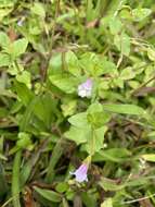 Image of <i>Torenia anagallis</i>