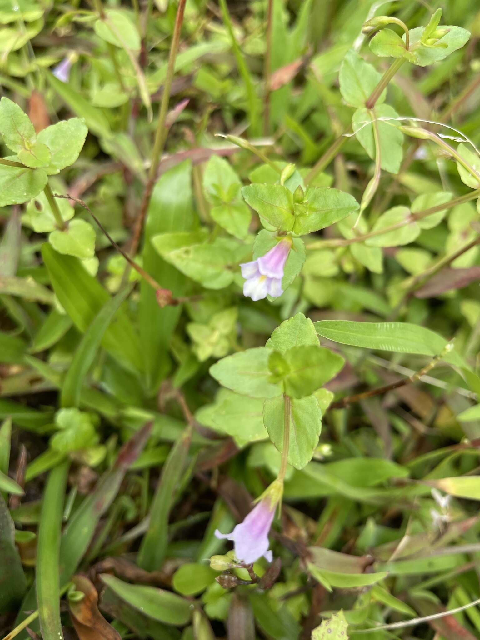 Image of <i>Torenia anagallis</i>