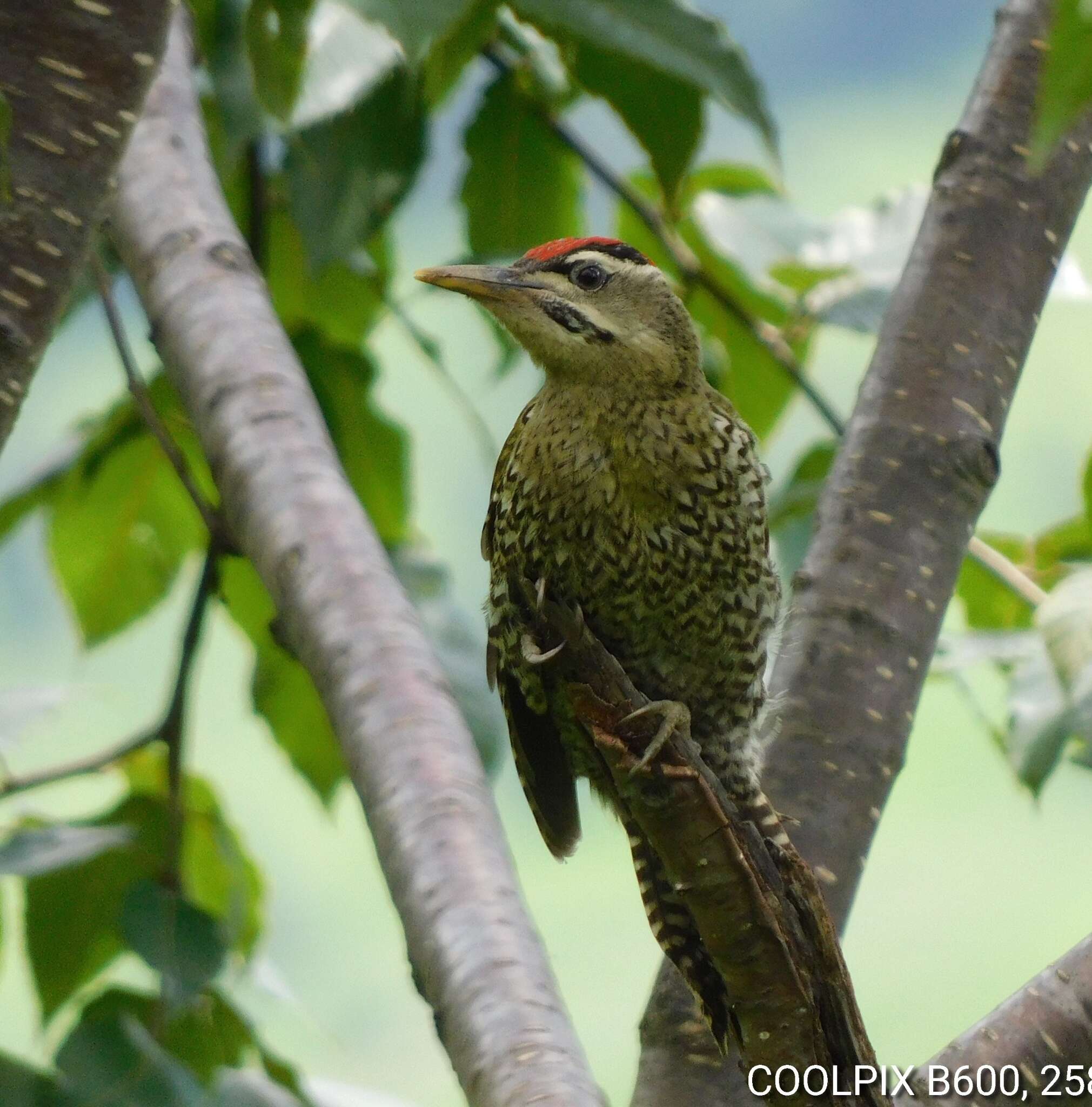 Image of Scaly-bellied Woodpecker