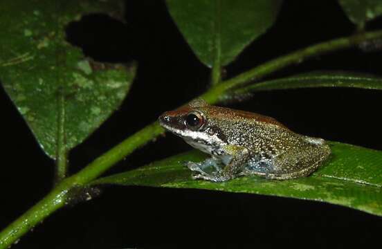 Image de Pristimantis variabilis (Lynch 1968)