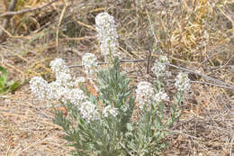 Image of Palmer's spectaclepod