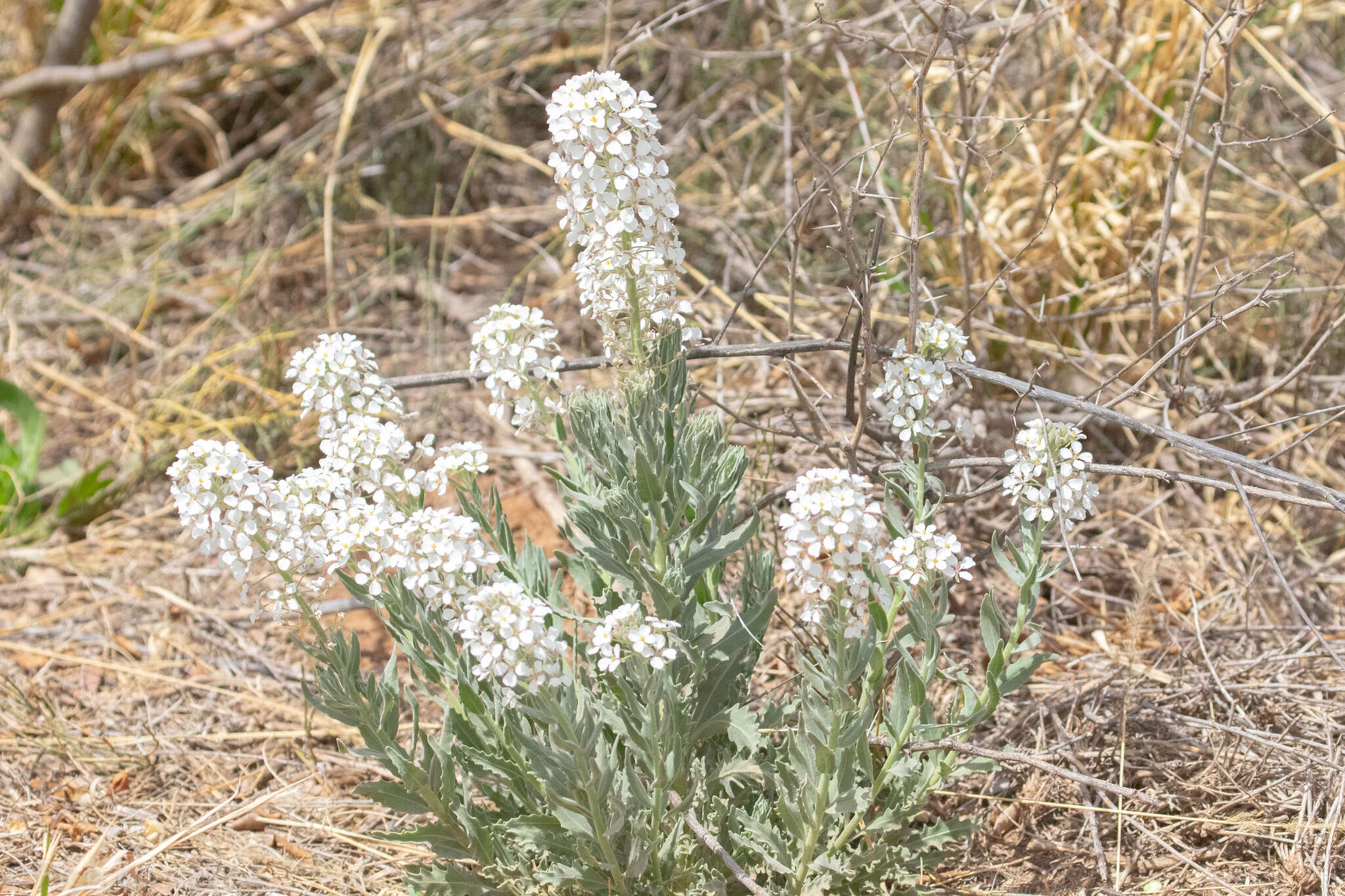 Dimorphocarpa candicans (Raf.) Rollins的圖片