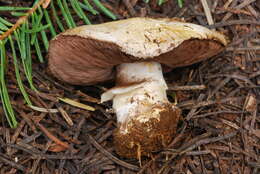 Image of Agaricus moronii Kerrigan 2016