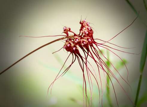 Image of Wispy umbrella orchid