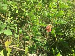 Sivun Indigofera hirsuta L. kuva