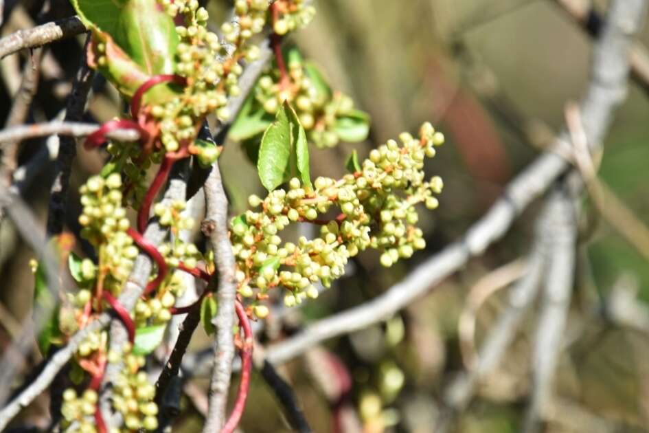 Image of Muehlenbeckia adpressa (Labill.) Meisn.