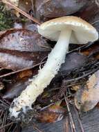 Lepiota spheniscispora Vellinga 2001 resmi