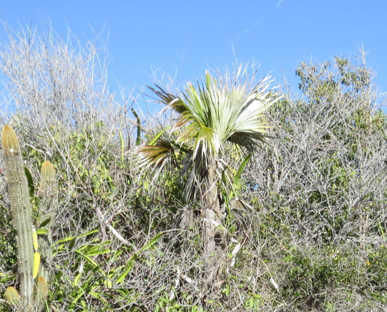 Imagem de Coccothrinax jamaicensis Read