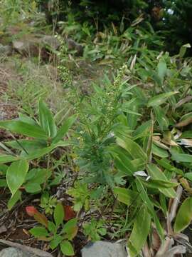 Imagem de Artemisia japonica Thunb.