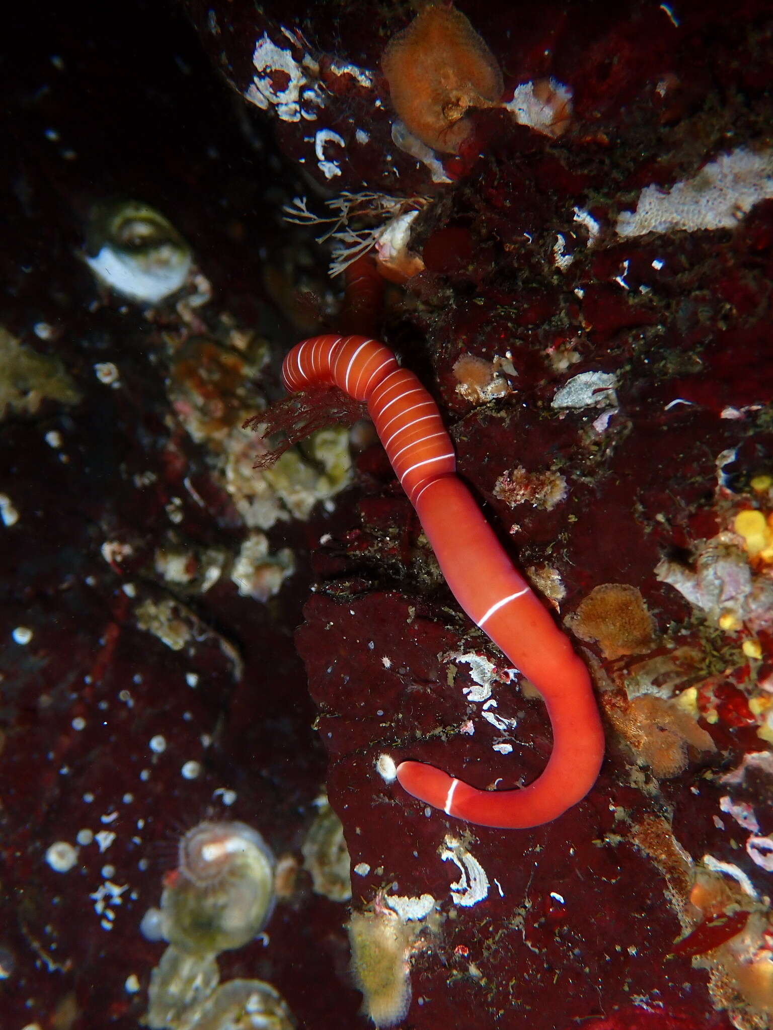 Image of Tubulanus albocinctus (Coe 1904)