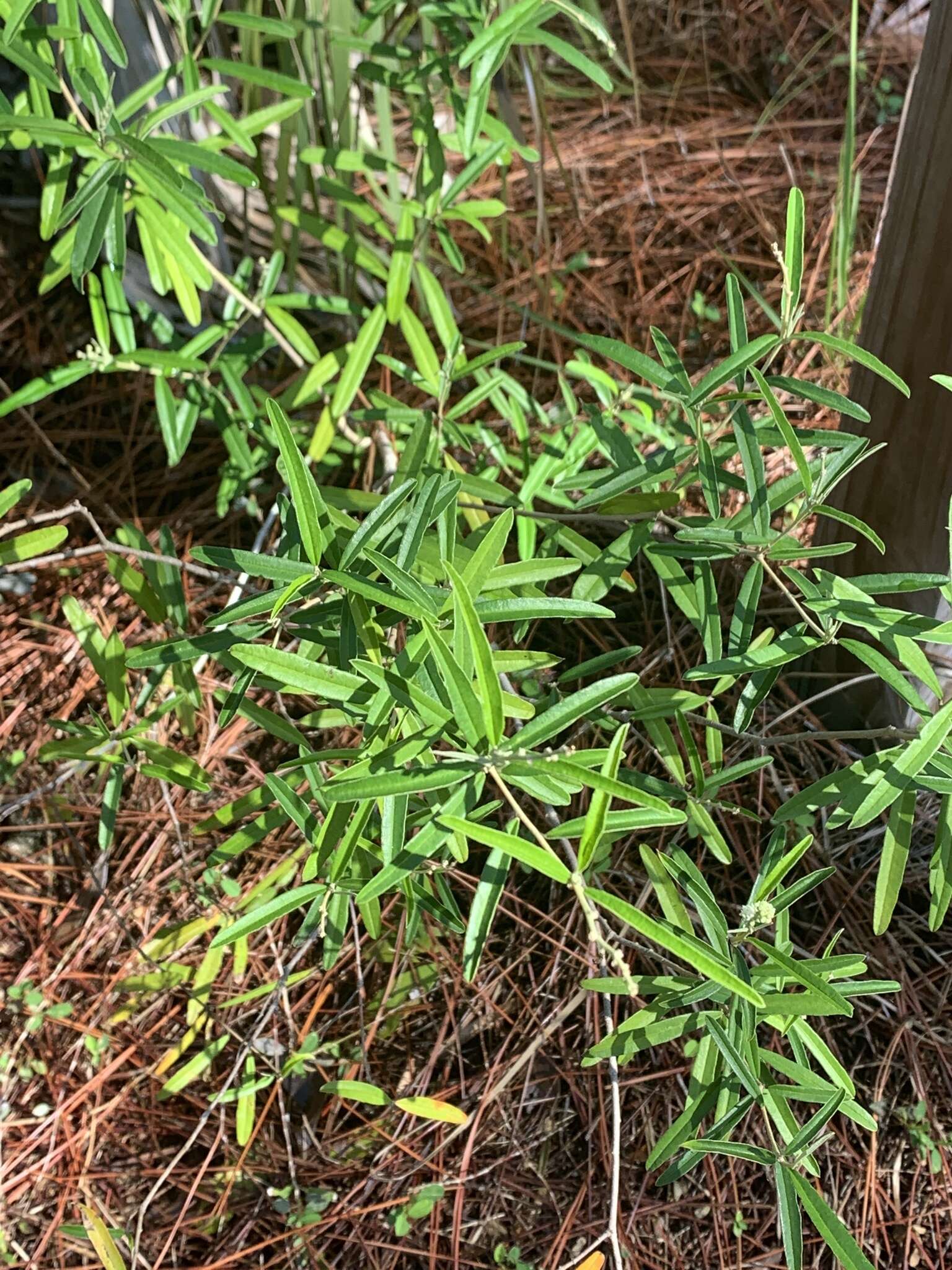 Слика од Croton linearis Jacq.