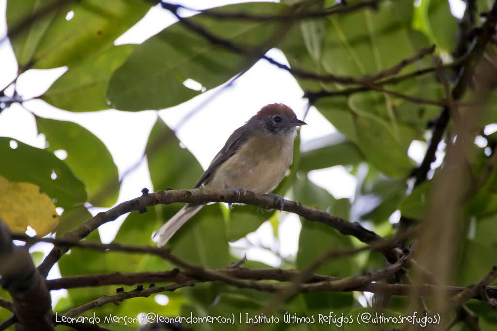 Image of Rufous-crowned Greenlet