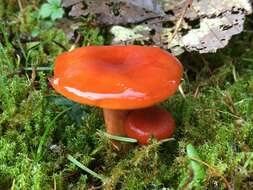 Image of Lactarius subflammeus Hesler & A. H. Sm. 1979