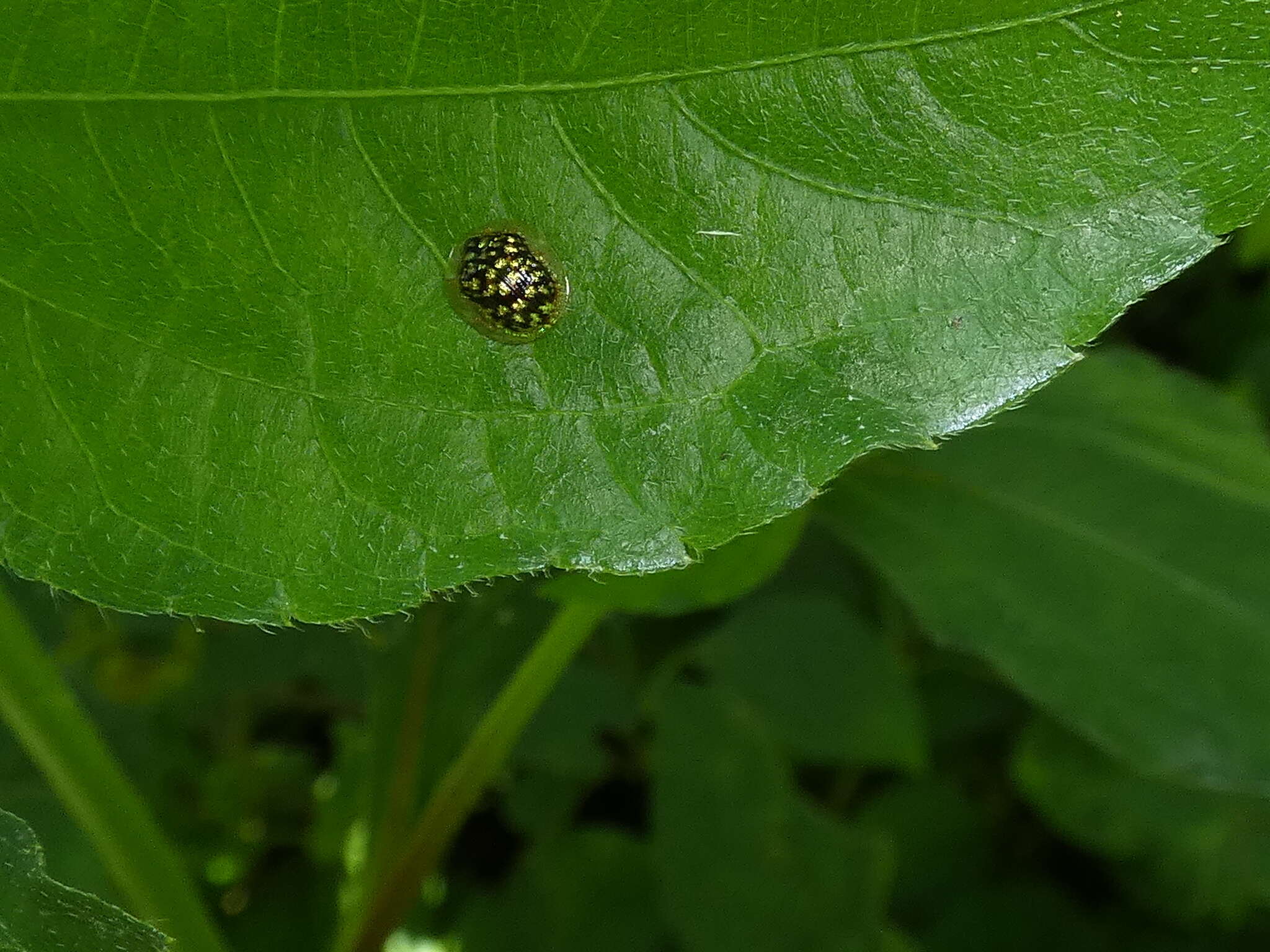 Cteisella guttigera (Boheman 1855)的圖片