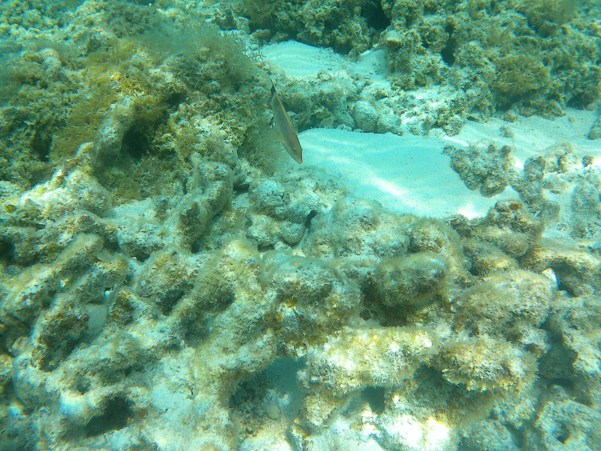 Image of Ballieu's wrasse