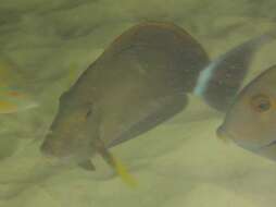 Image of Finelined Surgeonfish