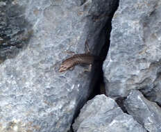 Image of Northern Barsided Skink