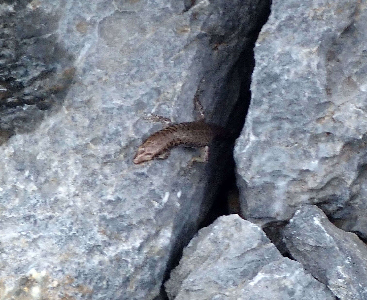 Image of Northern Barsided Skink