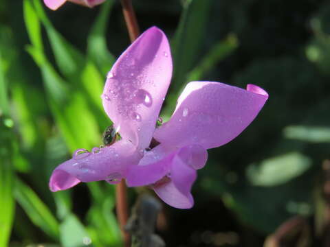 Imagem de Cyclamen persicum Miller