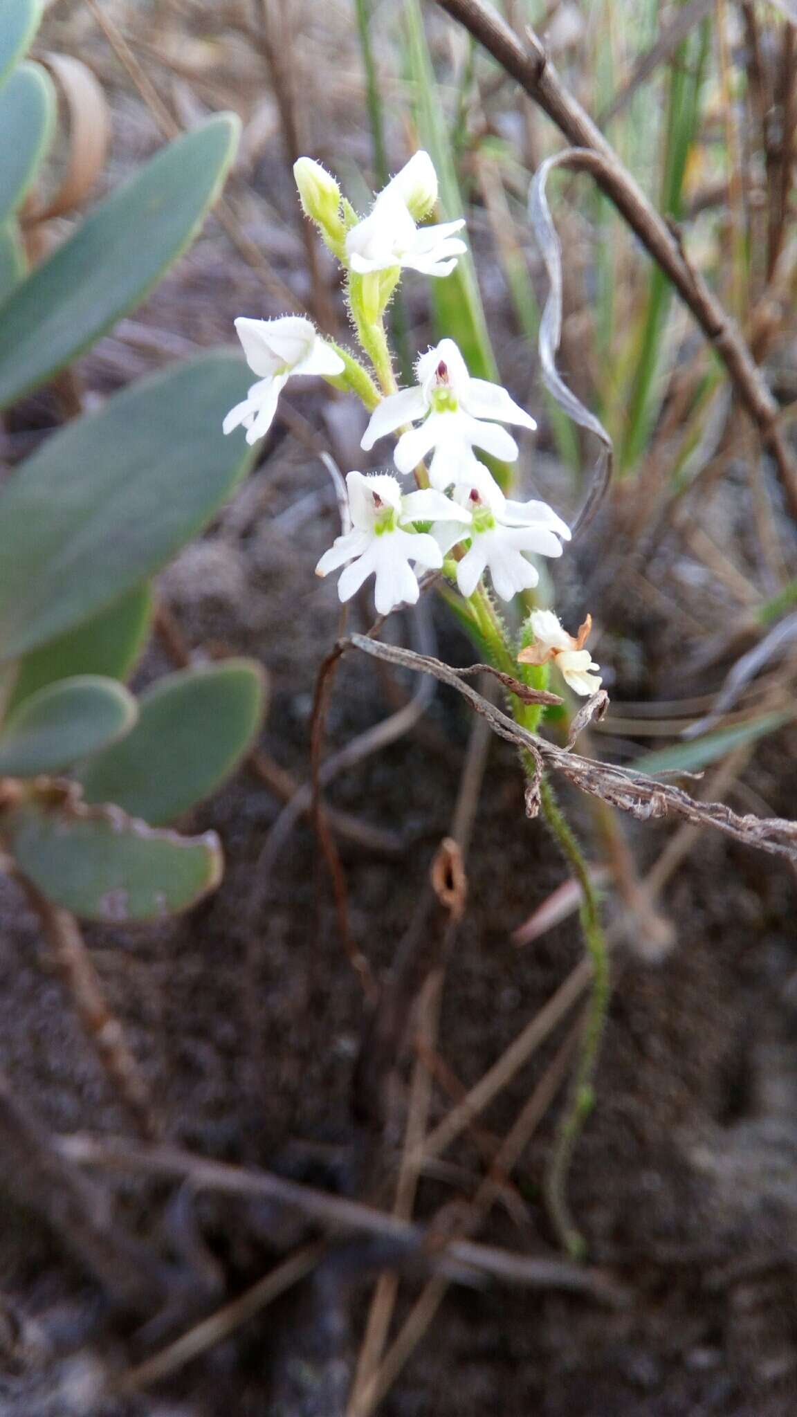 Image of Cynorkis jumelleana Schltr.