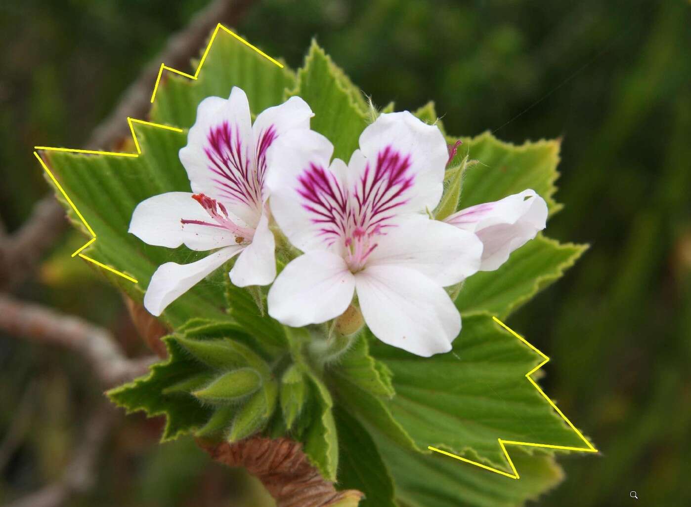 Слика од Pelargonium cucullatum subsp. cucullatum