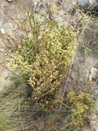 Image of <i>Thesium ericifolium</i>