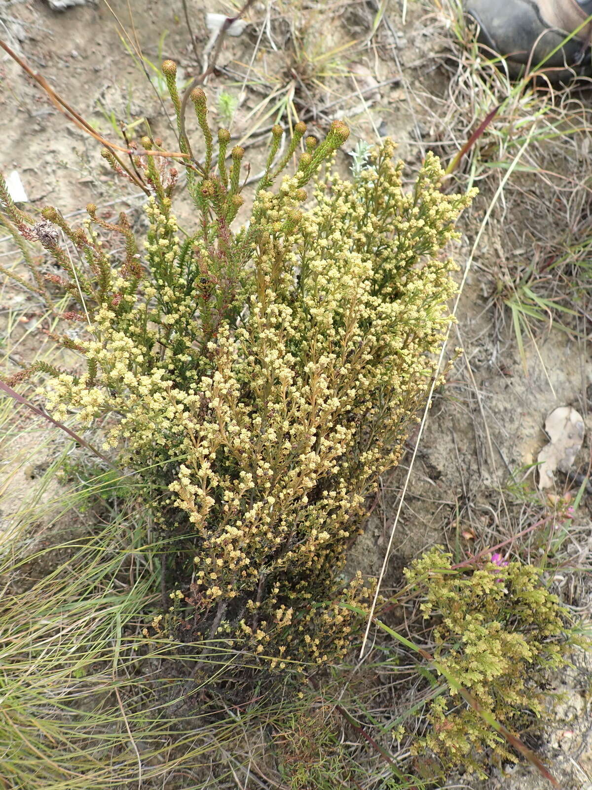 صورة <i>Thesium ericifolium</i>