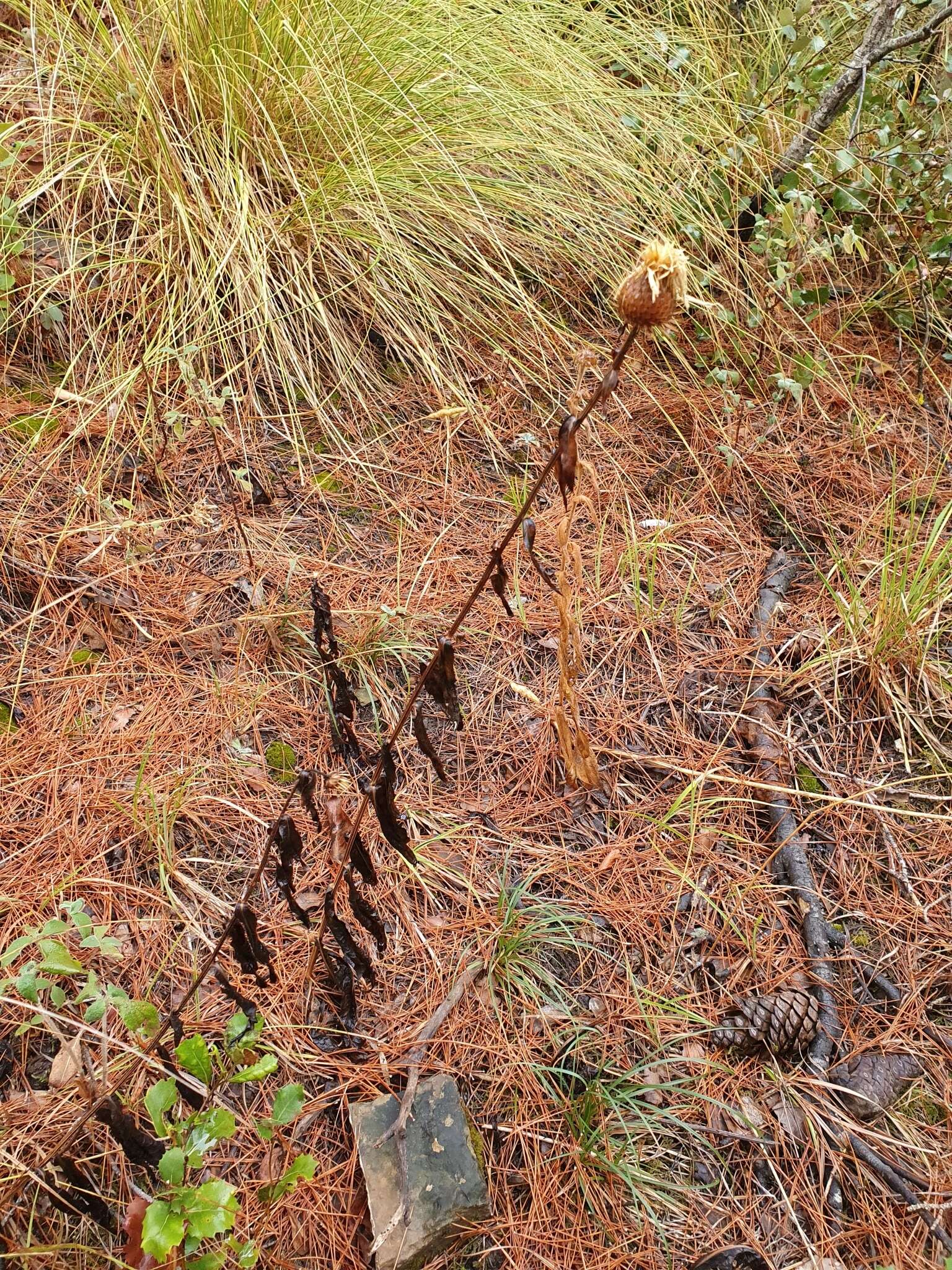 Image de Klasea flavescens subsp. mucronata (Desf.) P. Cantó & S. Rivas-Martínez