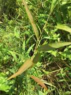 صورة Persicaria setacea (Baldw. ex Ell.) Small