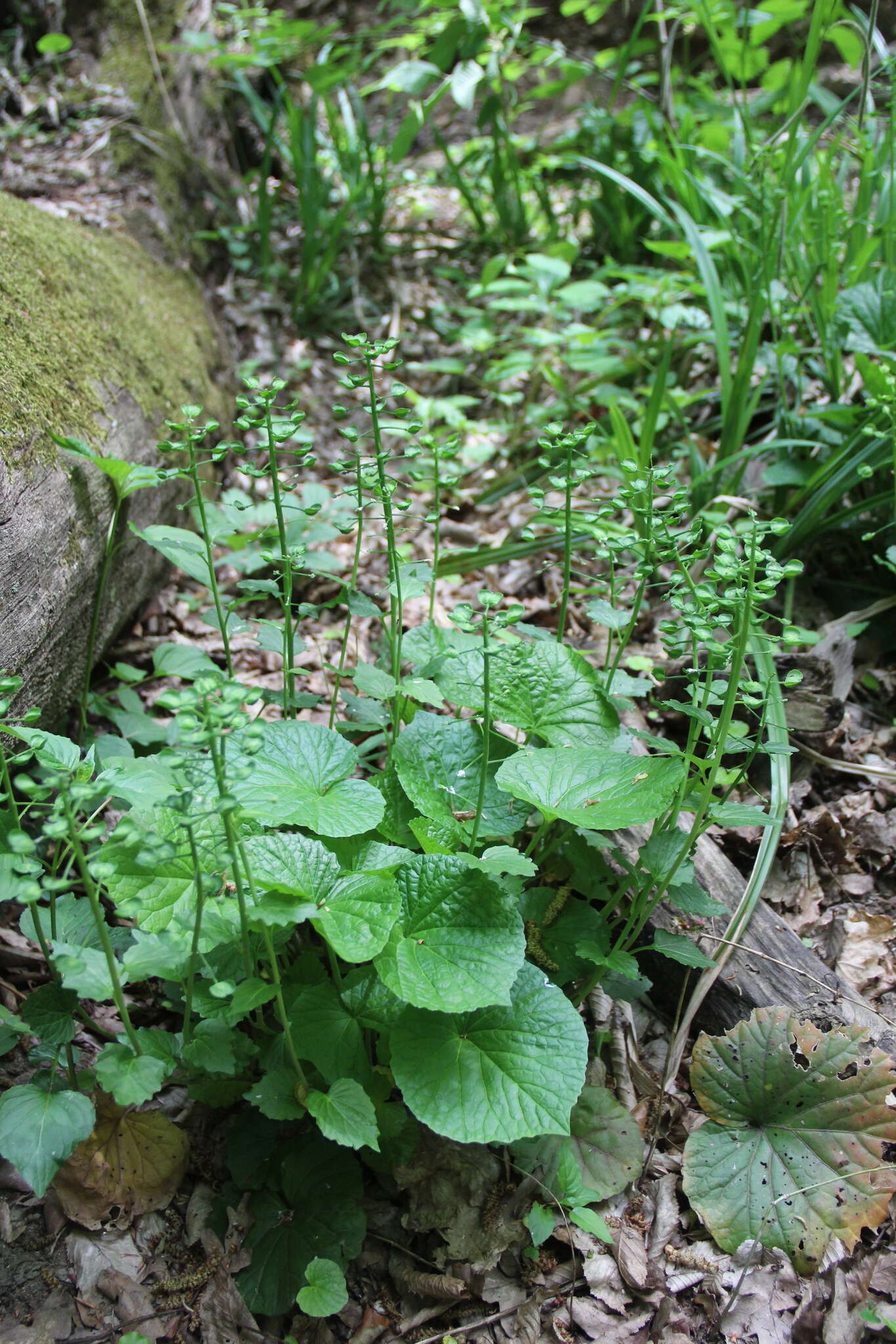 Imagem de Pachyphragma macrophyllum (Hoffm.) N. Busch