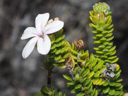 Image of Adenandra obtusata Sond.