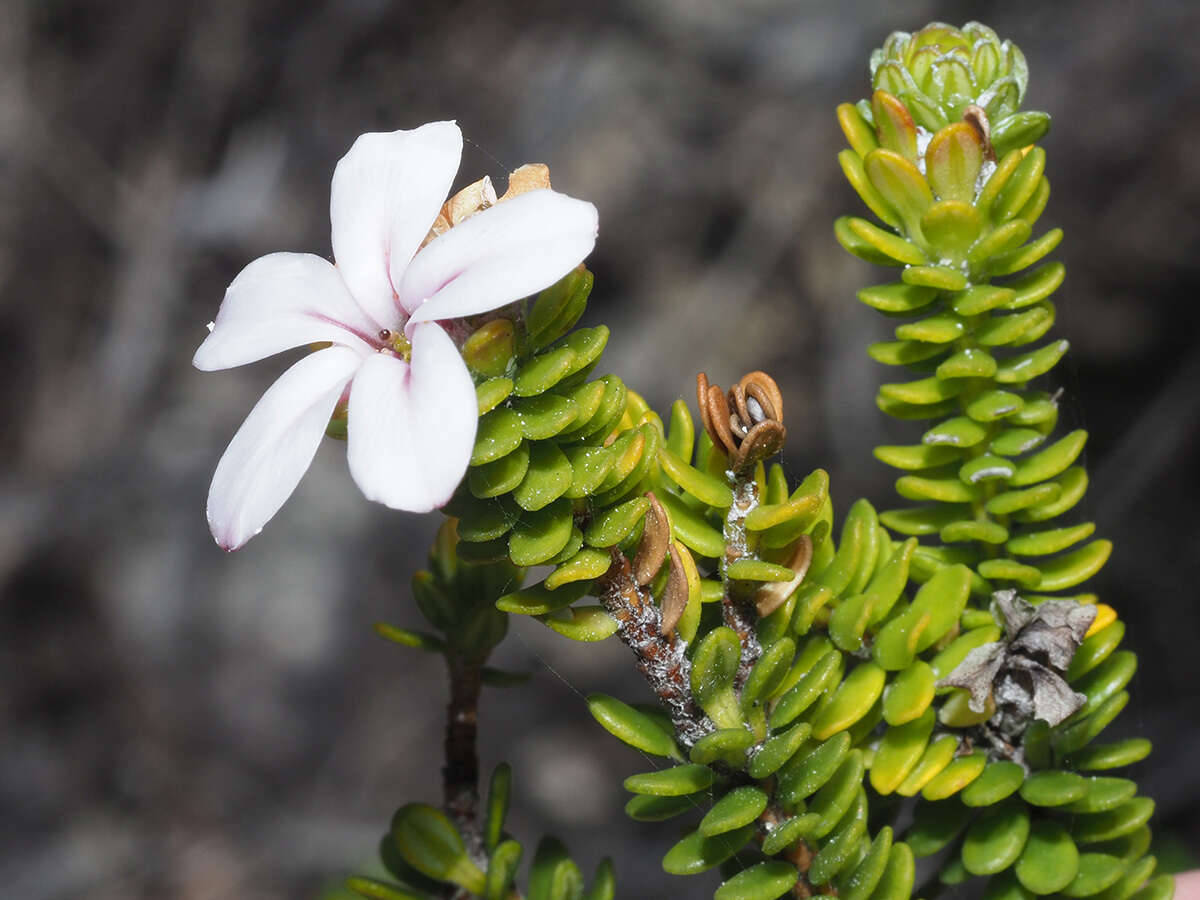 Image of Adenandra obtusata Sond.