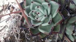 Image of Echeveria agavoides Lem.