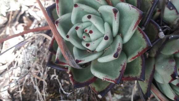 Image of Echeveria agavoides Lem.