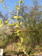 Image of Peking Willow