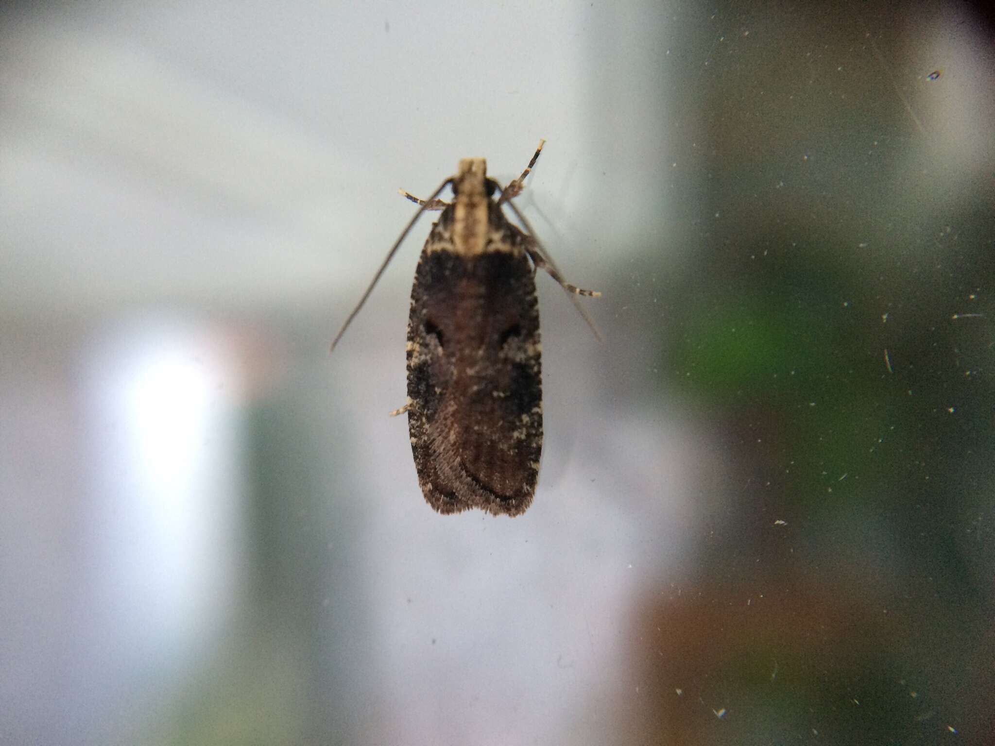 Image of Agonopterix liturosa Haworth 1811