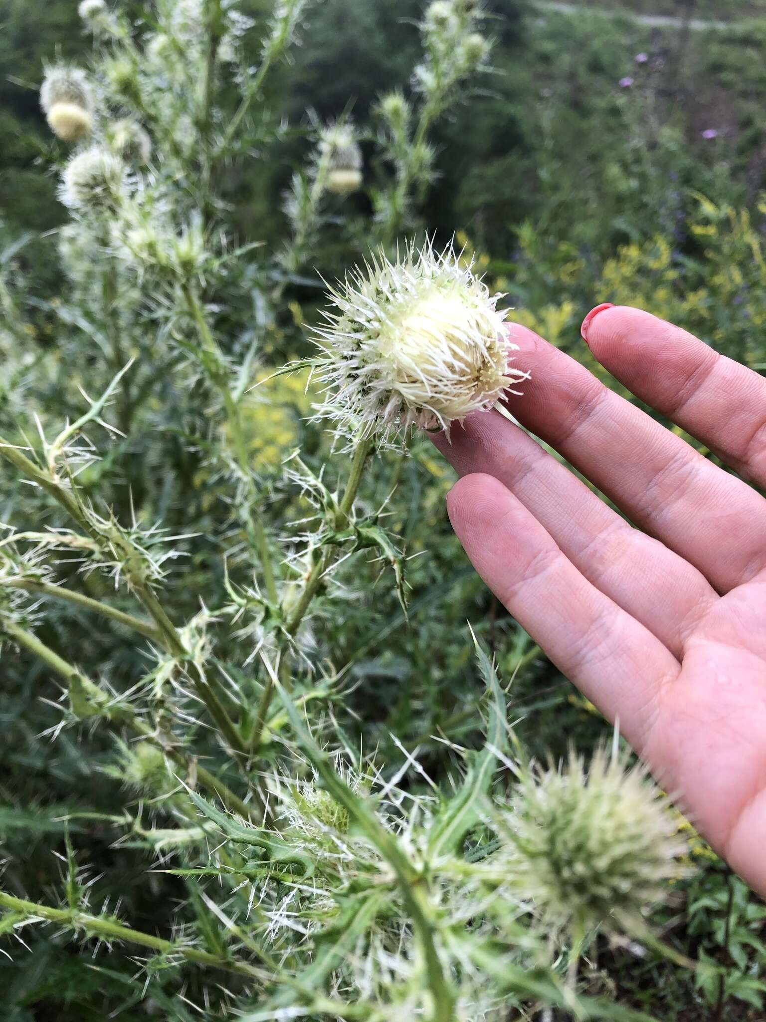 Image of Cirsium echinus (M. Bieb.) Hand.-Mazz.