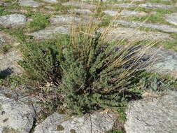 صورة Santolina rosmarinifolia L.