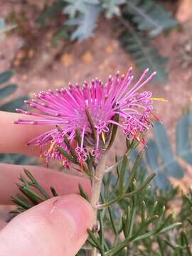 Imagem de Isopogon formosus R. Br.