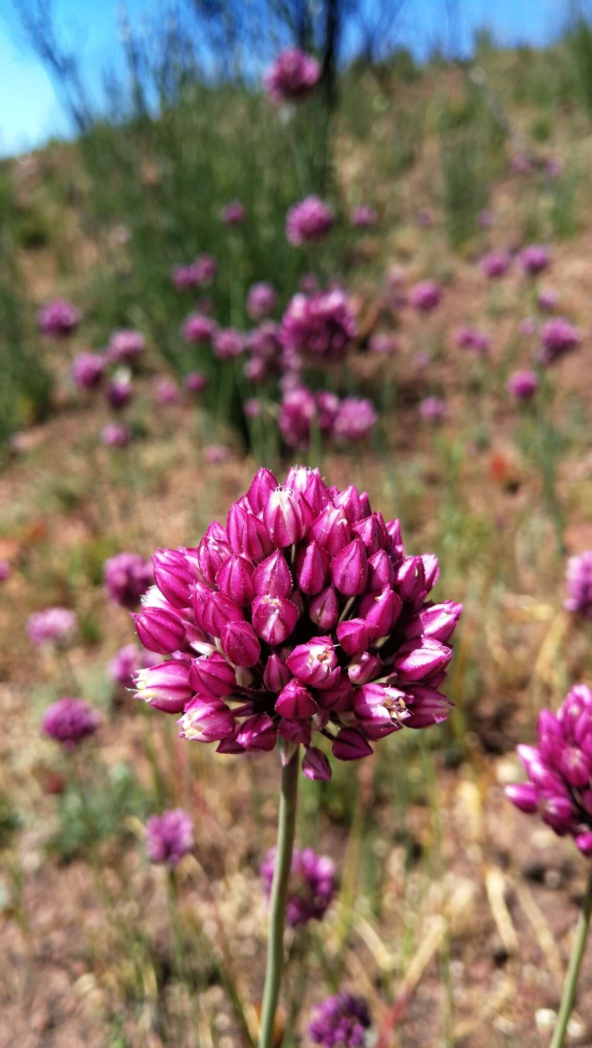 Image of Allium synnotii G. Don