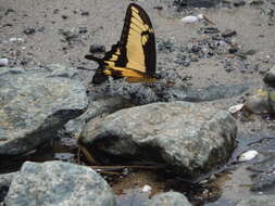 صورة Papilio astyalus Godart 1819